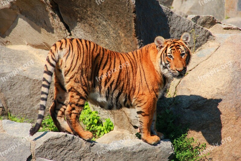 Tiger Cat Animal World Predator Big Cat