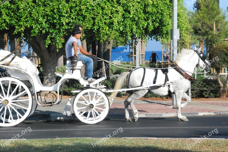 Coach Horse Coachman Drive Locomotion