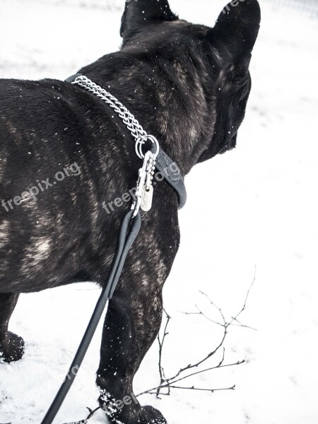 Dog Bulldog French Bulldog Pet Winter