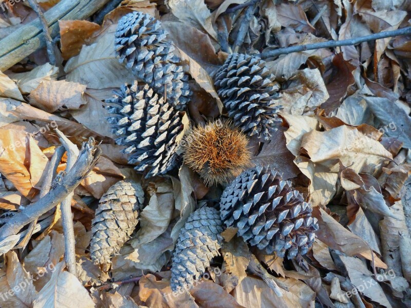 Nature Pinecone Fall Leaves Chestnut