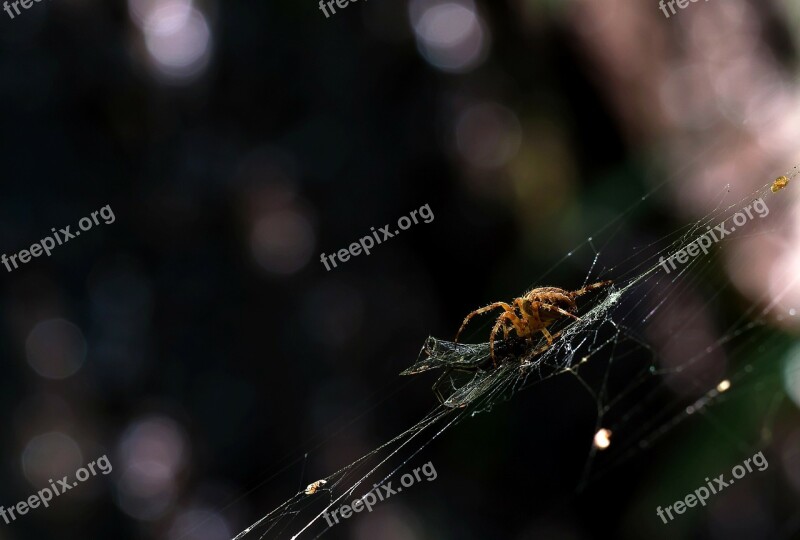 Garden Spider Araneus Diadematus Light Reflections Cobwebs Dragonfly