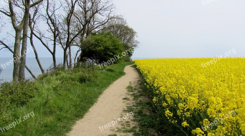 Field Of Rapeseeds Coast Baltic Sea Fehmarn Away