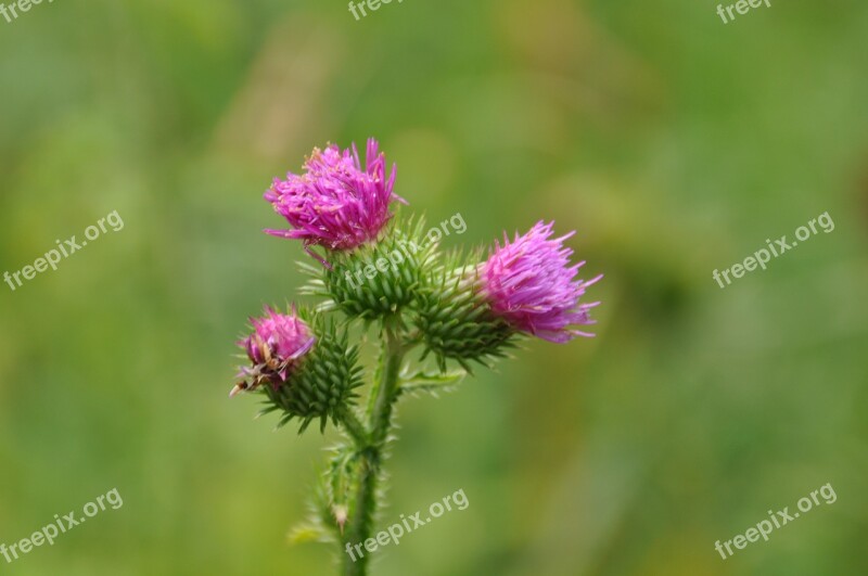 Carduus Crispus Thistle Ring Thistle Composites Carduus