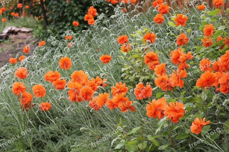 Poppies Flowers Spring Summer Blossoms