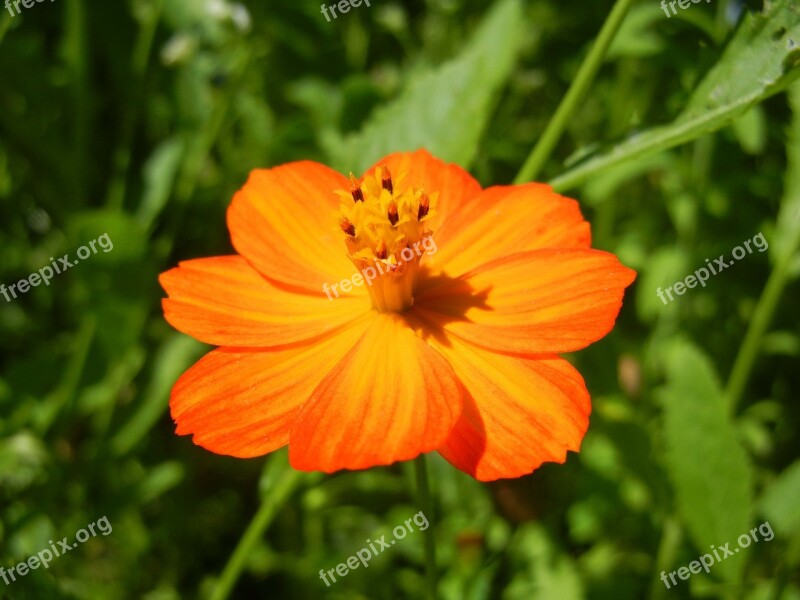 Summer Flower Flower Orange Bloom Summer Meadow