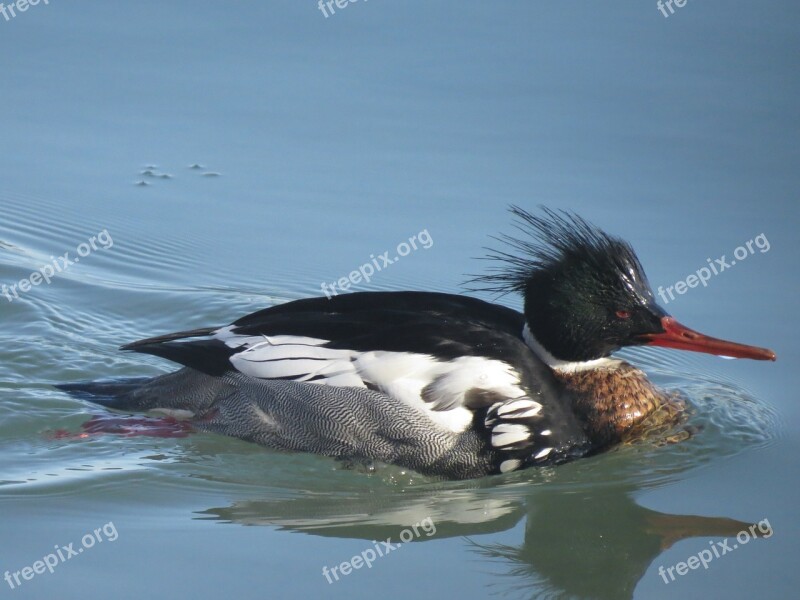 Red Breasted Merganser Duck Bird Nature Wildlife