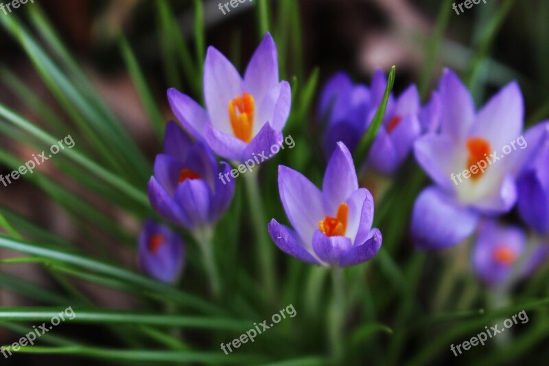 Crocus Flower Blossom Bloom Purple