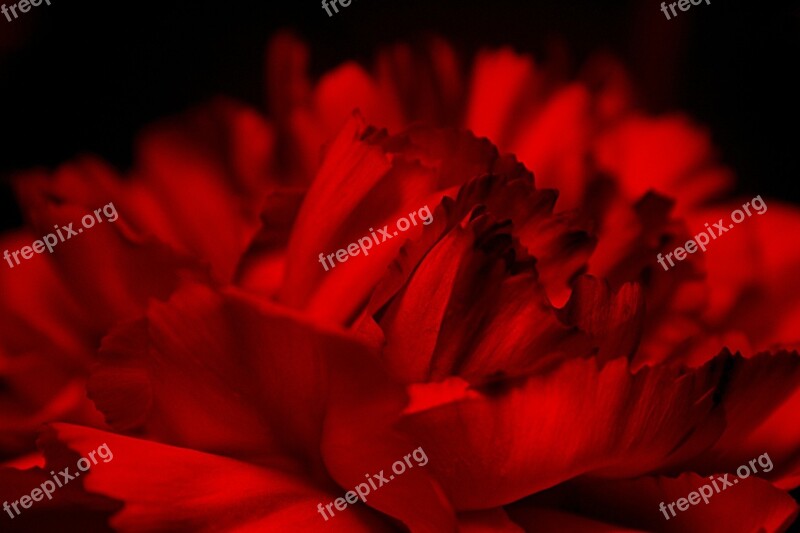 Flower Red Red Flower Wild Flowers Flowers