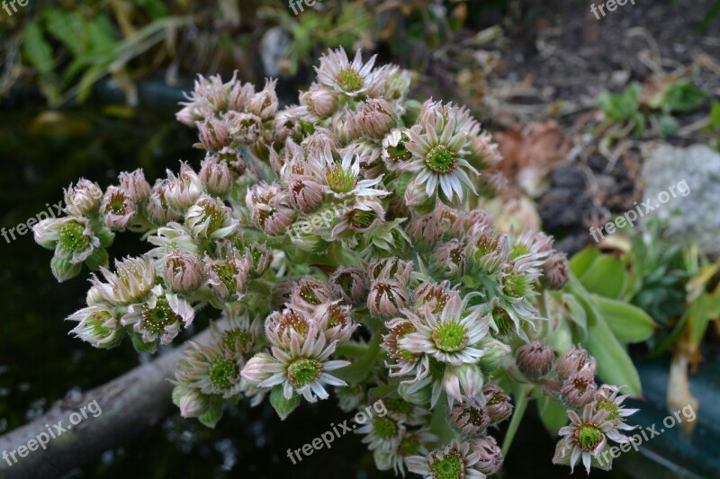 Ice Plant Houseleek English Aloe Vera Hens And Chicks Succulent Plant