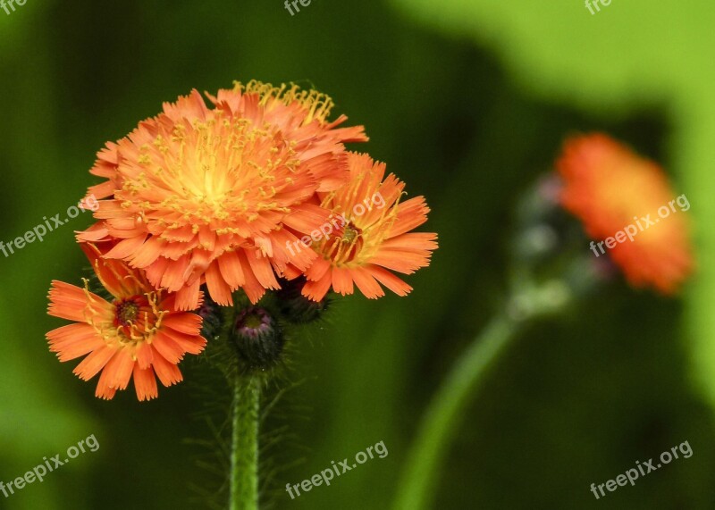 Wild Flower Plant Meadow Orange Yellow