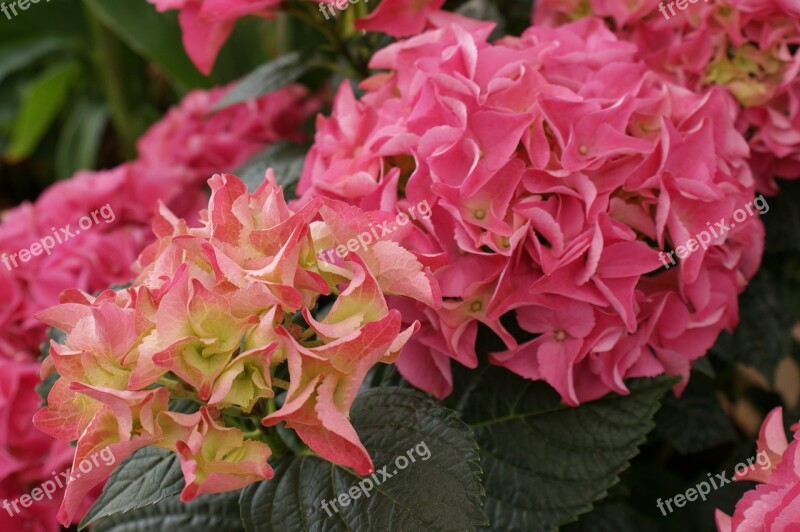 Hydrangea Flower Blossom Bloom Ornamental Shrub