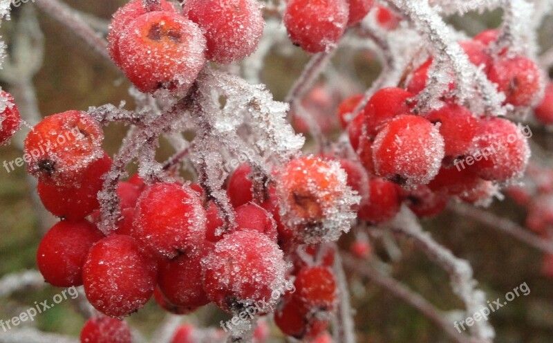 Rowanberries Frost Frozen Cold Crystal