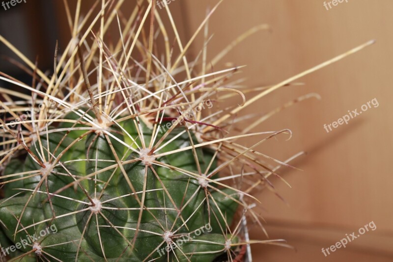 Cactus Plant Thorns Nature Close Up