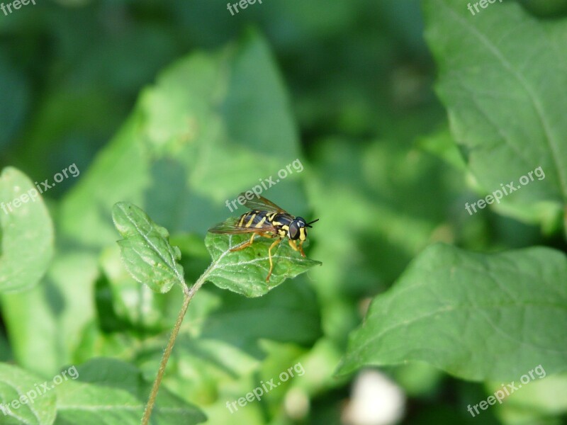 Syrphide Hoverfly Wasp Insect Nature