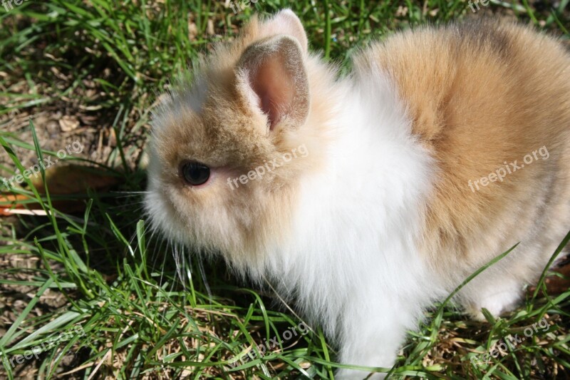 Dwarf Rabbit Rabbit Hare Bunny Cute