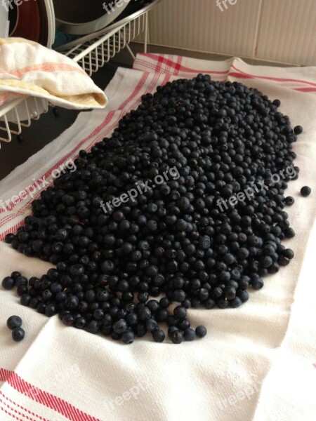 Blueberries Berries Food Forest Vitamin