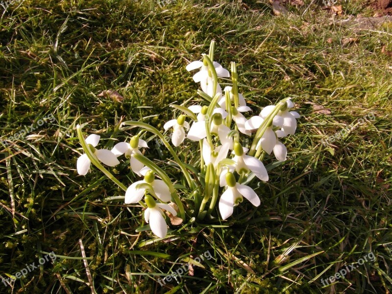 Snowdrop March Flowers Spring White