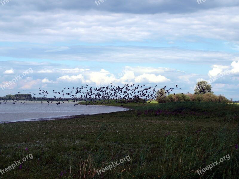 Migratory Birds Flock Of Birds Lake Water Birds