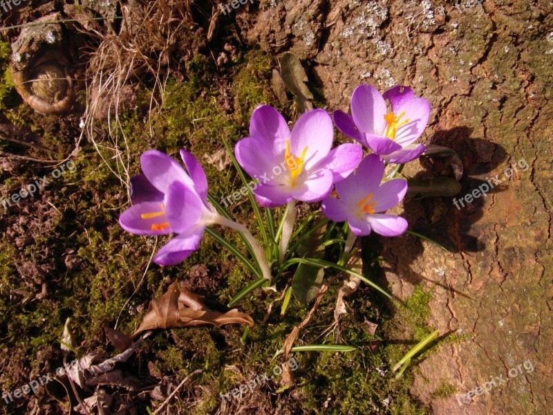 Crocus March Flowers Spring Purple