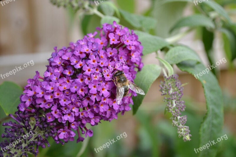 Buddlehia Buddleja Purple Flower Butterfly Bush