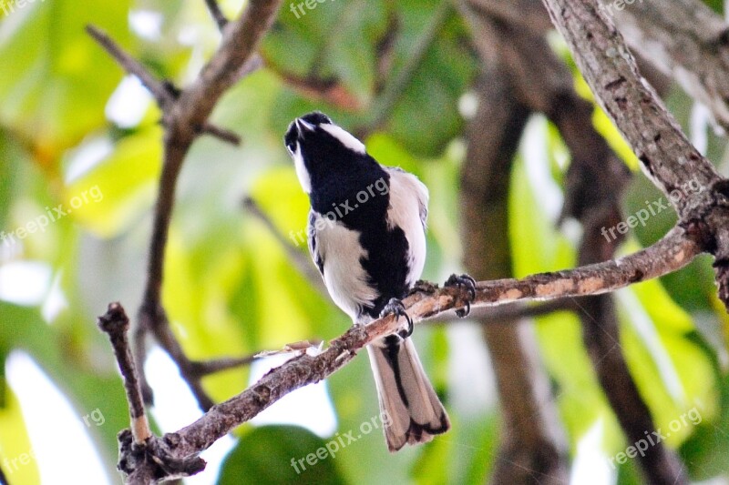 Great Tit Tiny Bird Active Bird Energetic Bird Fly