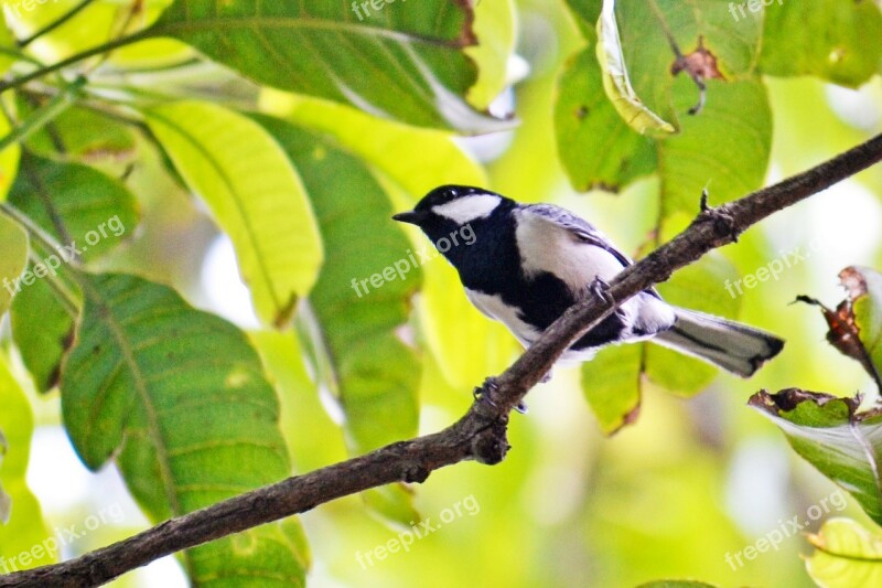 Great Tit Tiny Bird Active Bird Energetic Bird Fly