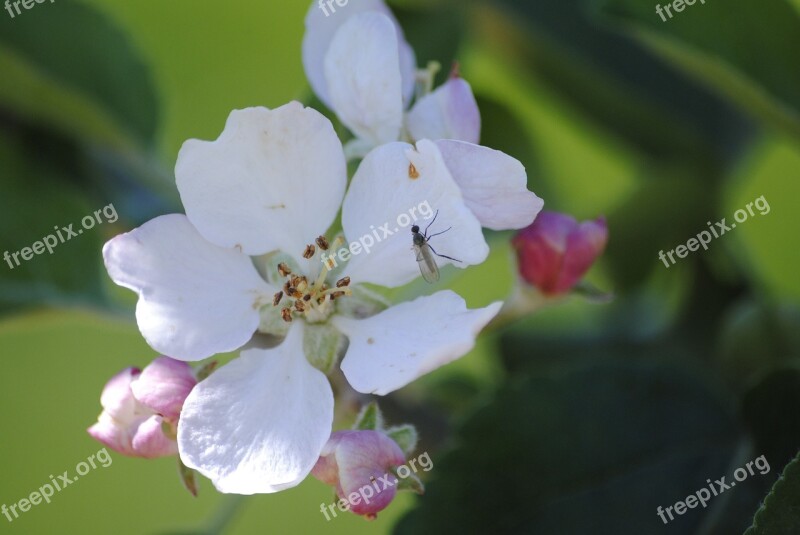 Apple Blossom Insect Closeup Free Photos