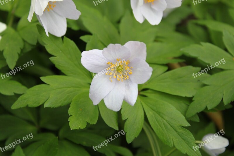 Anemone Nemorosa Spring Flower Green Plant