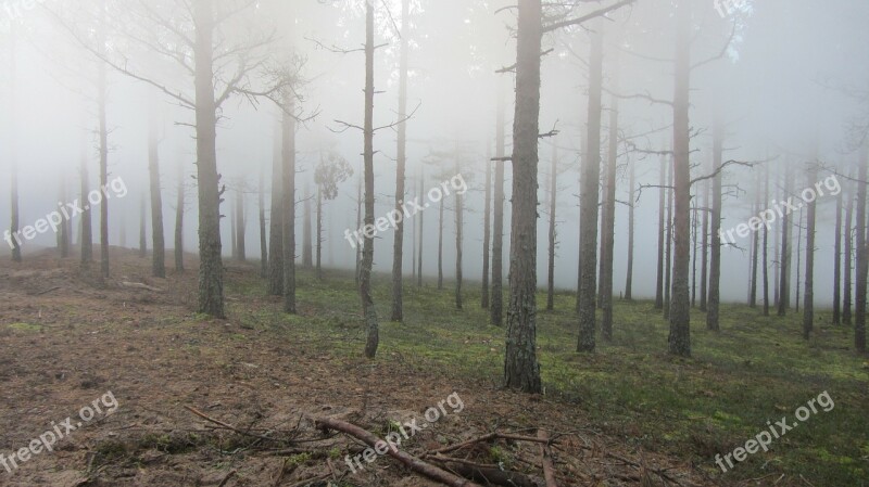 Forest Wood Twigs Nature Summer