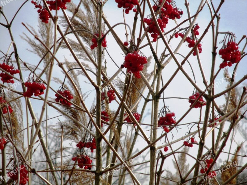 Nature Hauptwil Bush Rowanberries Reed