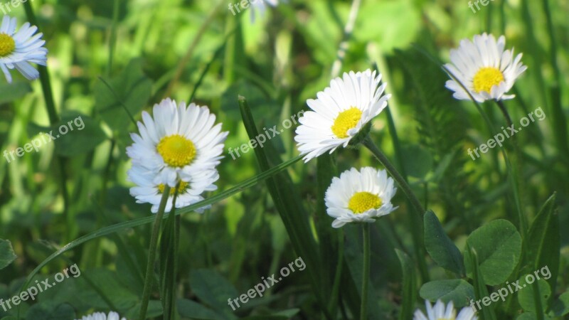 Spring Flowers White Flourishing The Petals