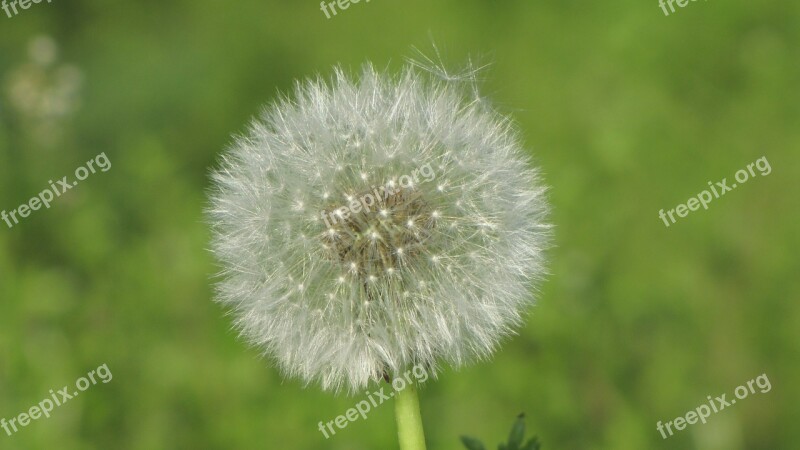 Sonchus Oleraceus Dandelion Spring Wind Seeds