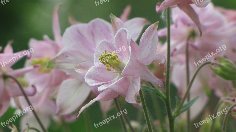 Spring Flowers Pink Flourishing Chalices