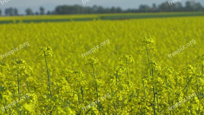 Rapeseed Field Agriculture The Cultivation Of Blooming