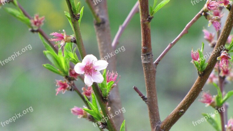 Flower Tree Spring Sprig Peach