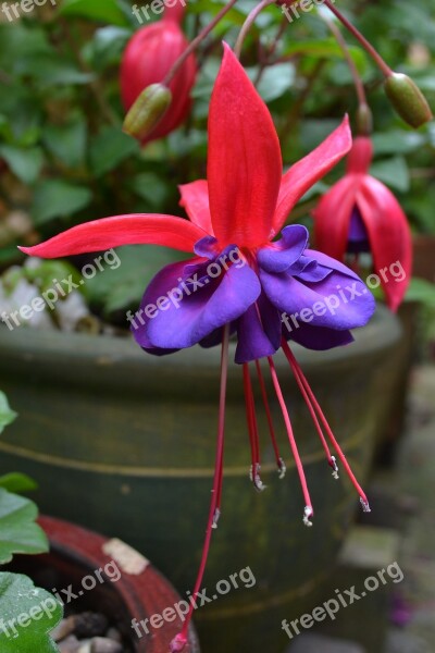 Fuchsia Red Purple Violet Flower