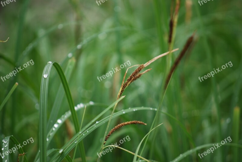 Reed Grass Dew Green Dewdrop