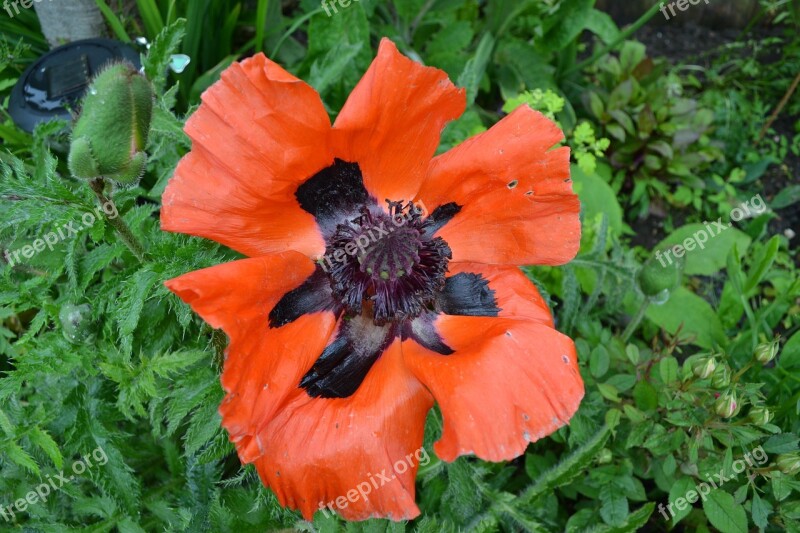 Poppy Red Black Oriental Flower