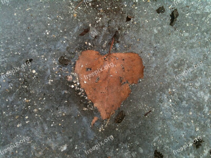 Heart Leaf Frozen Cold Heart Relationship