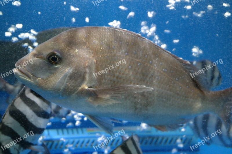 Sea Bream Fish Free Photos