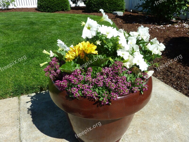 Potted Plant Plants Flowerpot Growing Growth