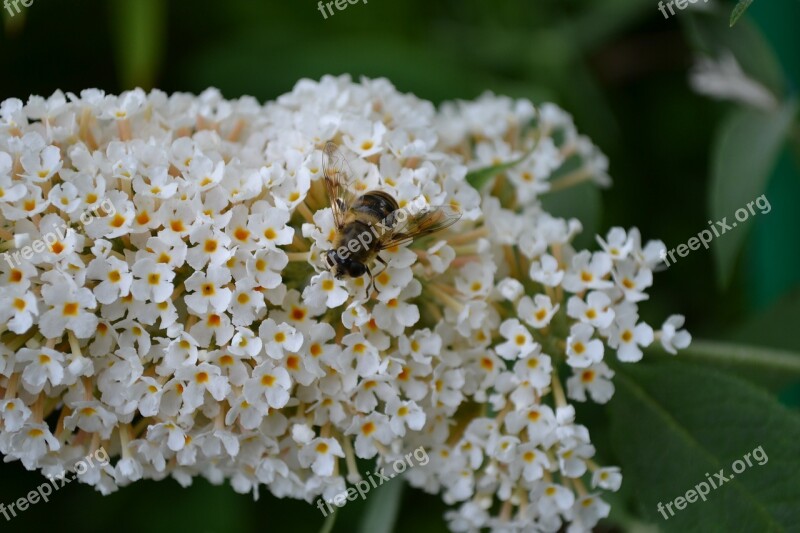 Buddleia Buddleja White Flower Close-up