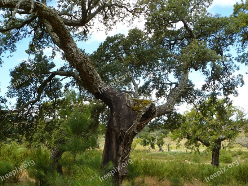 Oak Tree Old Castile Free Photos