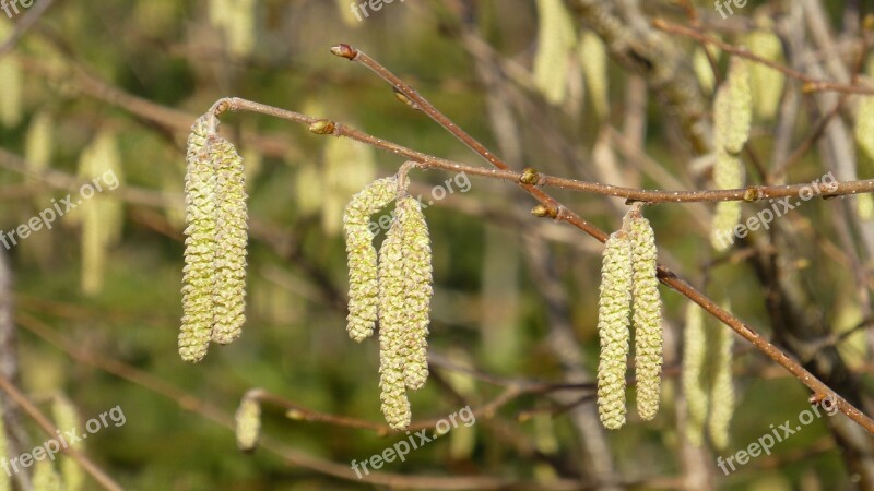 Spring Hazelnut Flowers Bush Free Photos