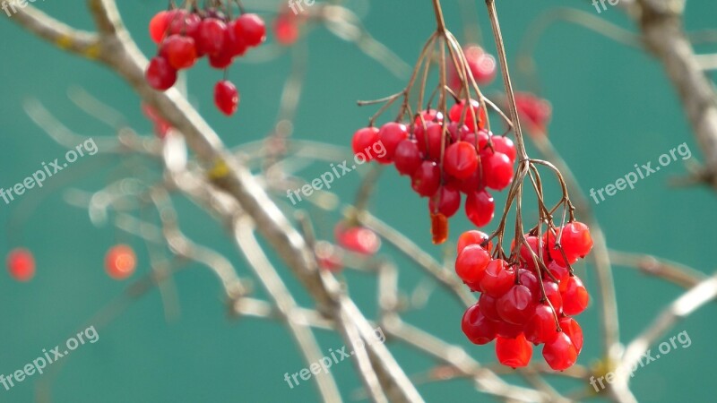 Viburnum Opulus Berry Red Aesthetic Free Photos