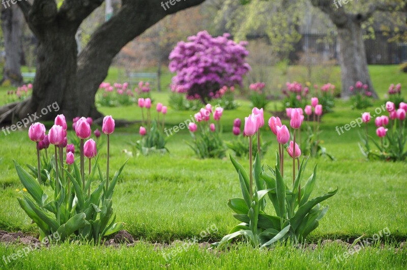 Tulips Halifax Public Gardens Lake Scenery