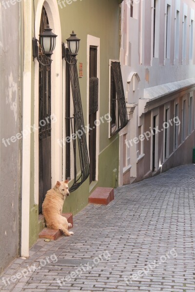 Dog Mutt Hound Stray Alley