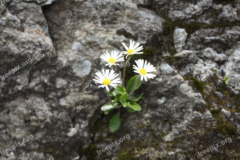 Alpine Level Lambert Alpine Flower Rarely Free Photos