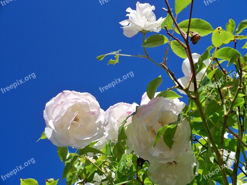 Iceberg Rose Flowers White Rose Flower Close