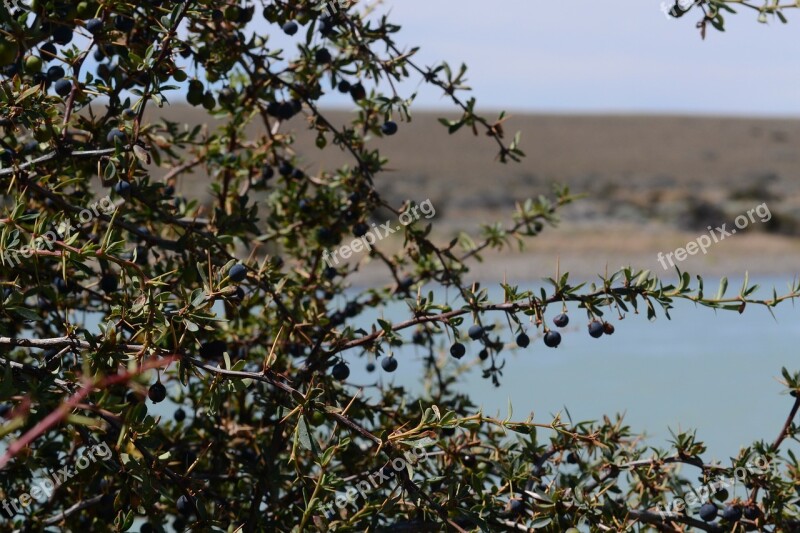 Calafate Fruit Patagonia Argentina Only Free Photos